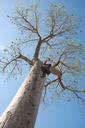 Arboretum d'Antsokay