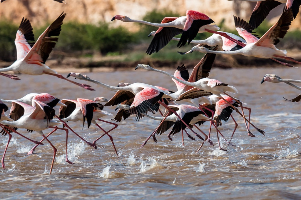 Observation des flamants roses à Saint-Augustin : une rencontre magique